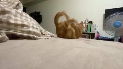 he just missed his tail