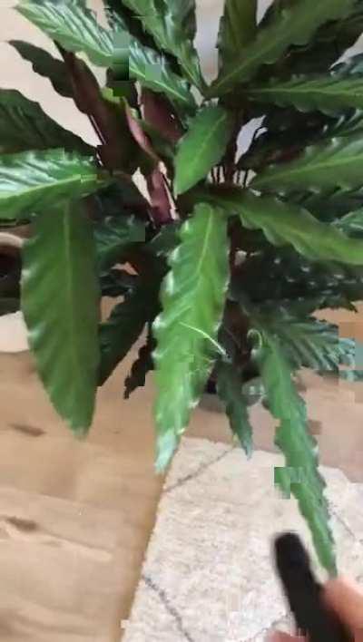 Excuse me, ma'am, can you give me some spray?