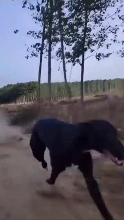 Three dogs racing turns into one dog and a cloud of dust