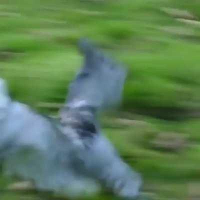 🔥 Norwegian forest cat