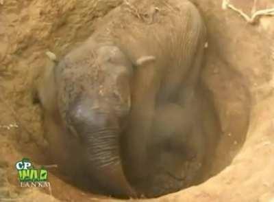 Moving earth to save an elephant and her baby
