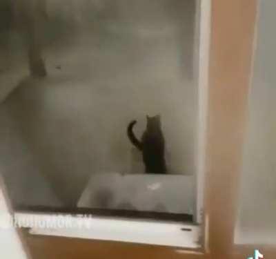 Якутский кот