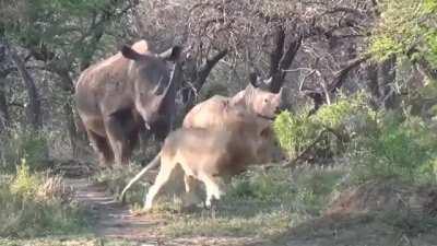 The absolute unit of a rhino awakens a pair of lions