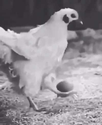 jawsh as a chicken