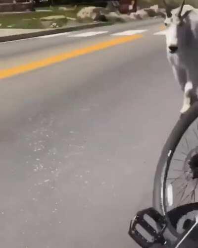 Absolute unit of a goat