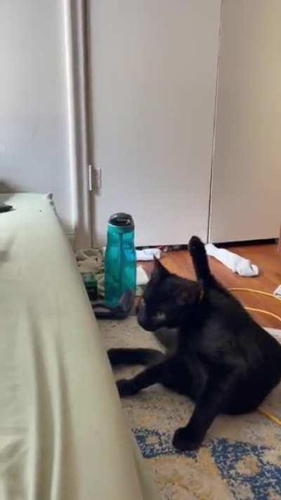 The dog was just minding his own business