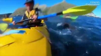 Seal slaps kayaker with an octopus
