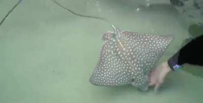 Marine life specialists noticed a spotted eagle ray mother was having trouble and helped her deliver two baby rays