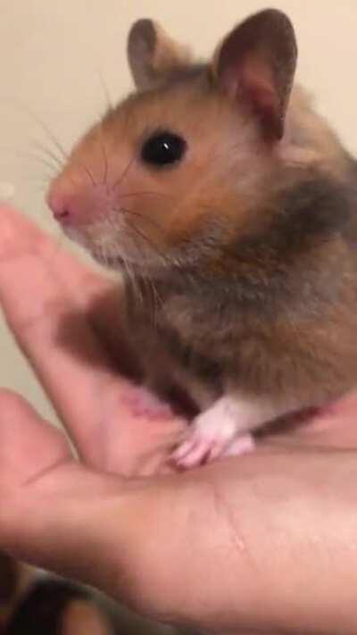 how many grabbies out of ten for choco! I rate him ✨11/10 ✨grabbies