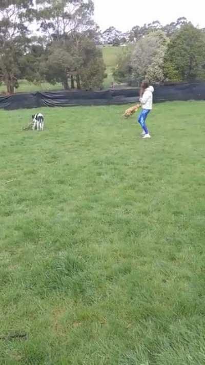 My city finally got an off lead greyhound area, just in time for me to adopt Cooper. Great success!