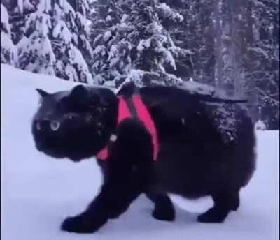 Just in case this hasn't been shared here yet