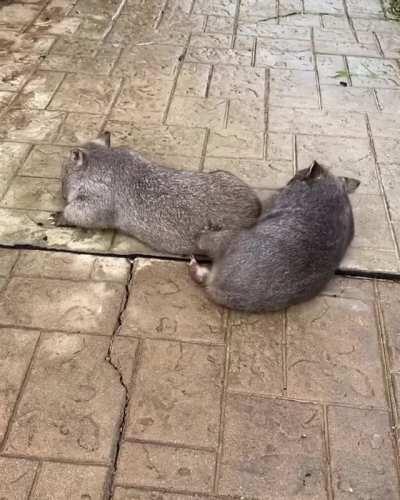 Wombat silliness with best friends Barney and Elsie at ACT Wildlife in Australia
