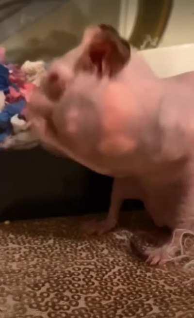 Thanks, I hate when hairless hamsters store food