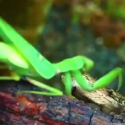 Never underestimate the power of a praying mantis.