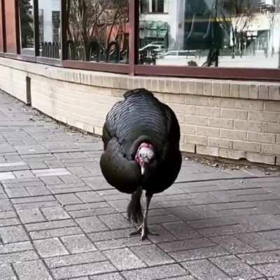 My heart hurts for Turk. So I made something, channeling the photos/videos folks here on the reddit (and the FB group) put into Turk. I felt better after making this. I hope it makes you feel better too.