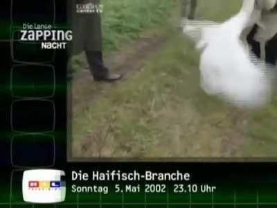 Swan attack and German problem solving.