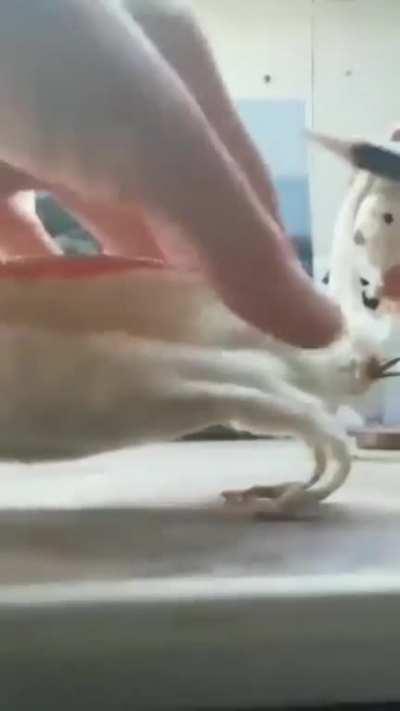 Material escolar top