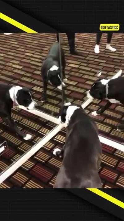 When he met three others just like him