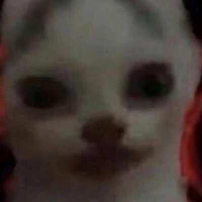 Me lon cat doesn't know what to do!