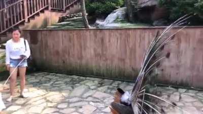 简单给宝贝女儿拔根孔雀翎玩玩