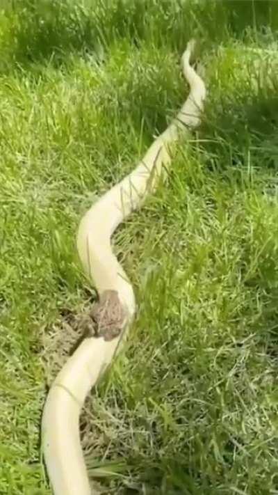 Jiraiya with orochimaru