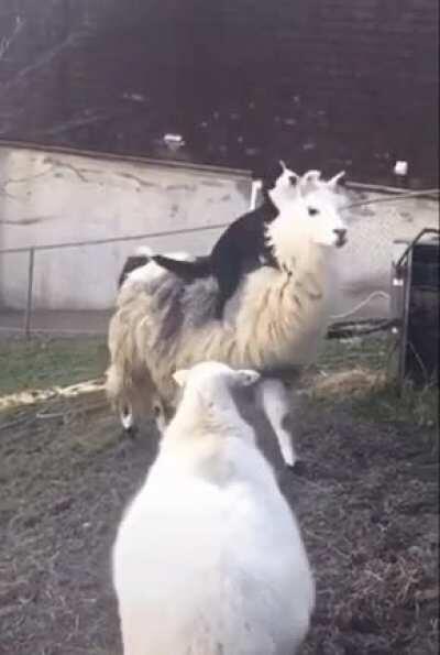 Doggo riding it's sheep