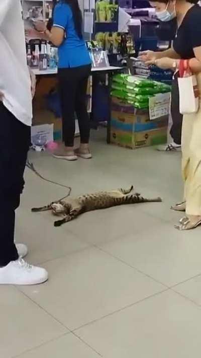 Catnip flash sales were a huge success