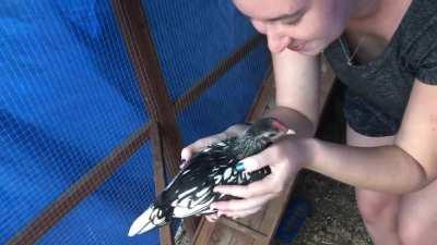 It seems Izalith has told the others that I make a wonderful roost 🤣