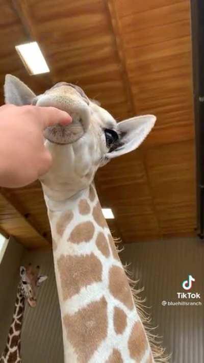 Giraffes are built derpy!