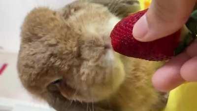 Enjoying a yummy strawberry
