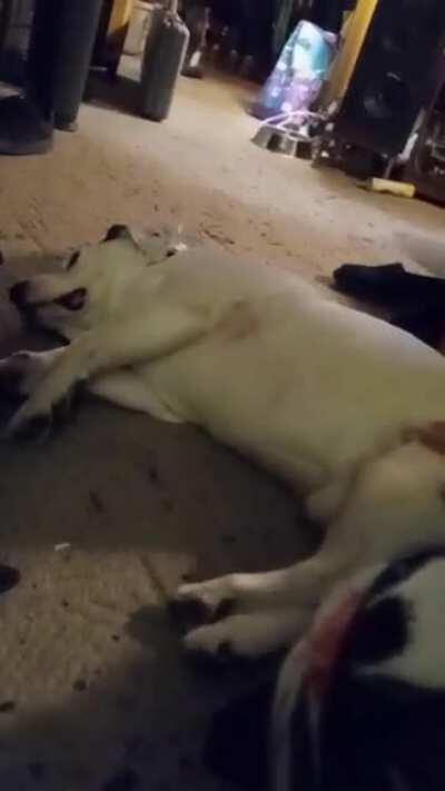 My dog yells at me when he dosent get attention.