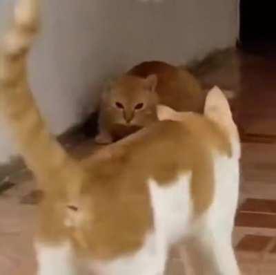 The vet visit’s gonna be expensive