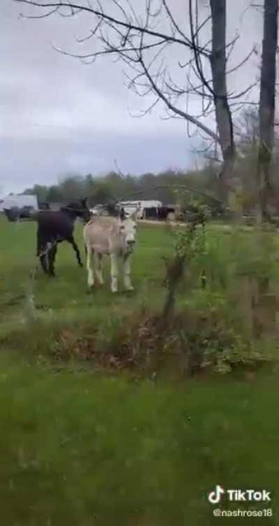 A dog gets shock from an electric fence. A donkey laughs uncontrollably at the dumb dog. A horse watches quietly.