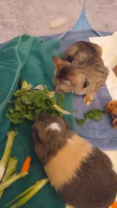 The new kitten got hissed at by the big cats in the house and has now officially decided to take up the Guinea Pig lifestyle!