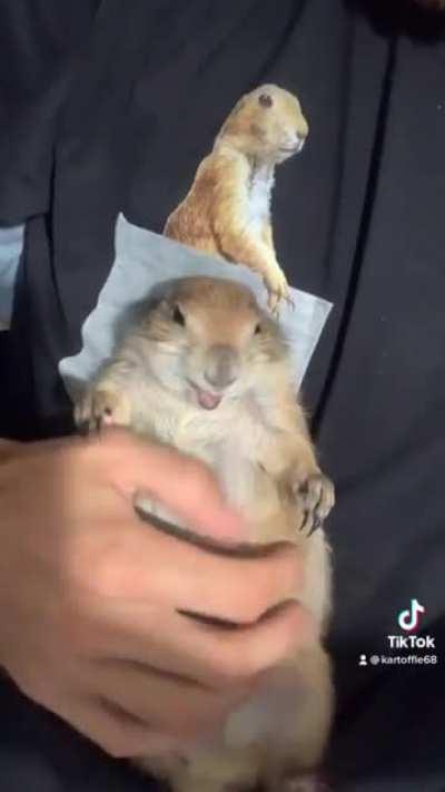 Nothing like a good belly rub