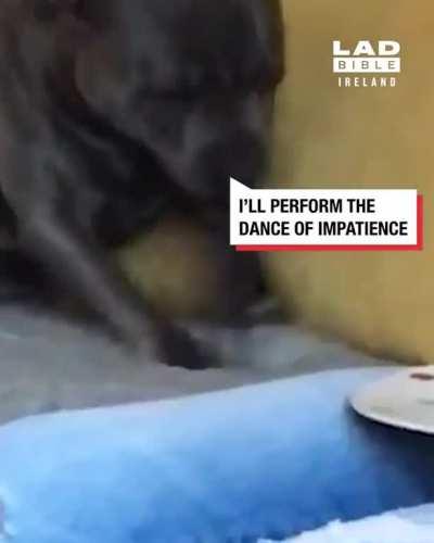 Dog is excited for BBQ chicken