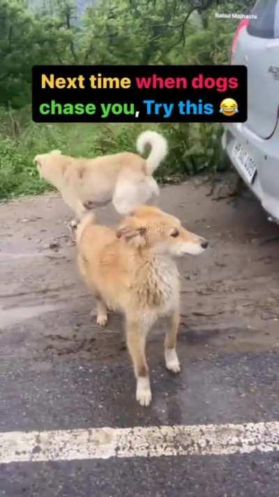 Next time dogs chase you, try this
