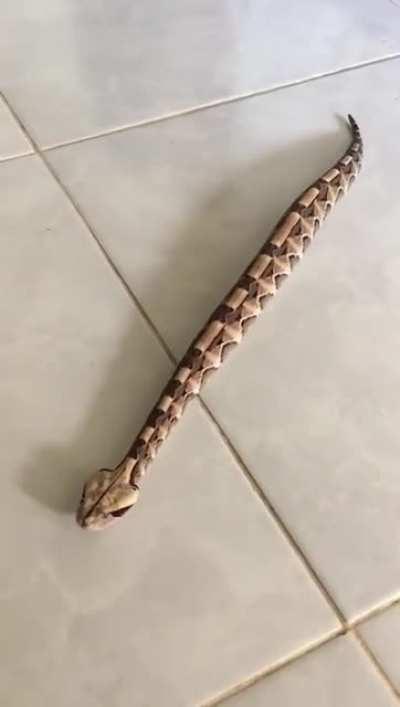 snakes moving in straight lines freak me out