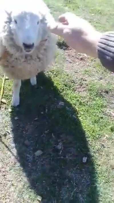 noooo a oscar se le subi&oacute; la fama😭😭