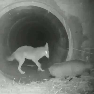 Common badger! Our people need us