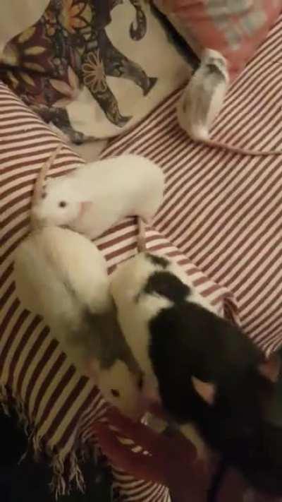 There truly is no better cure for a bad day than the adoring love and affection of your own little mischief. I don't know what I ever did to deserve such darling souls 🐀🐁 'My boys, my boys' 😂❤😊 I have no words to describe my love for them all