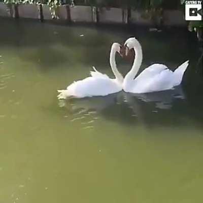 Swan couple reunited after illness treatment