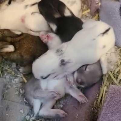 Our litter of newborn bunnies are approaching 2 weeks old. Some have begun opening their eyes and squirming their way out of their little nest! It's going to be a real challenge when they become fully mobile!