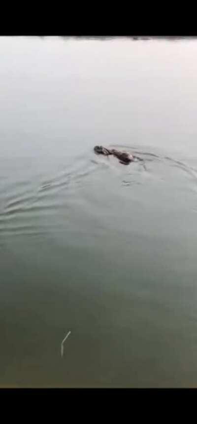 Rabbits can swim...?