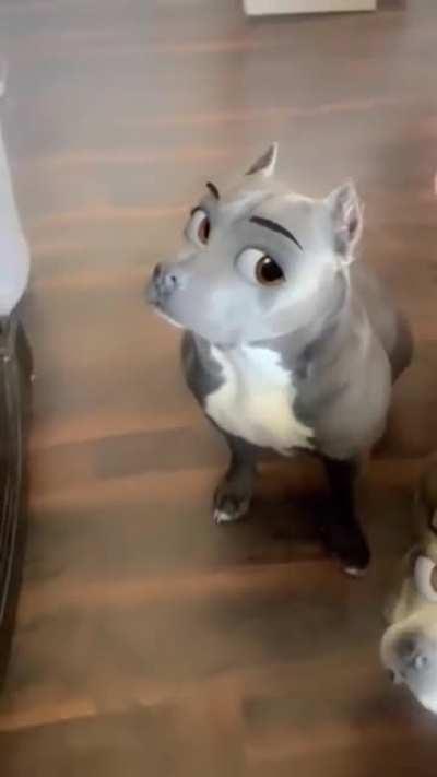 Thanks I hate Snapchat filters on dogs