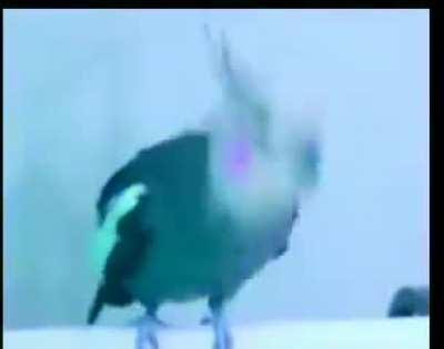 Party Cockatiel! (Hardbass birb 3)