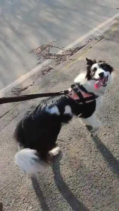 Newt making her way home after fetch