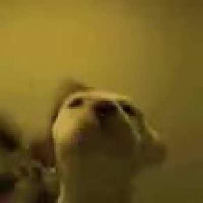 PETITION TO ADD DOGJAM