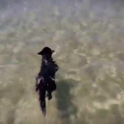 more silly cat csgo edits as requested