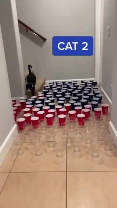 Cat 3 went for it 😂💨🐈